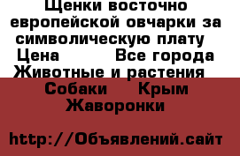 Щенки восточно европейской овчарки за символическую плату › Цена ­ 250 - Все города Животные и растения » Собаки   . Крым,Жаворонки